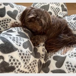 Stjernepude - Ensm�nstret