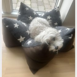 Stjernepude - Ensm�nstret