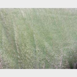 Model "Pacman" - Hundehule - Ensfarvet